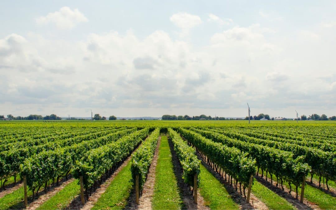 How Cape Town Wine Farms Use Water Treatment to Protect Quality, Compliance and Supply