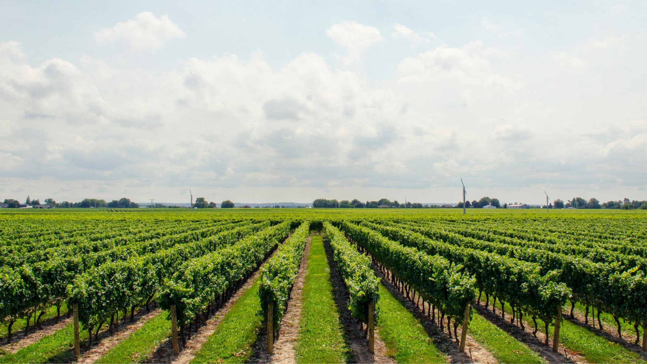 cape-town-wine-farm-vineyard-rows-water-treatment Rows of green grapevines stretching across a vineyard under a bright cloudy sky, representing the water-intensive nature of wine farming in the Western Cape